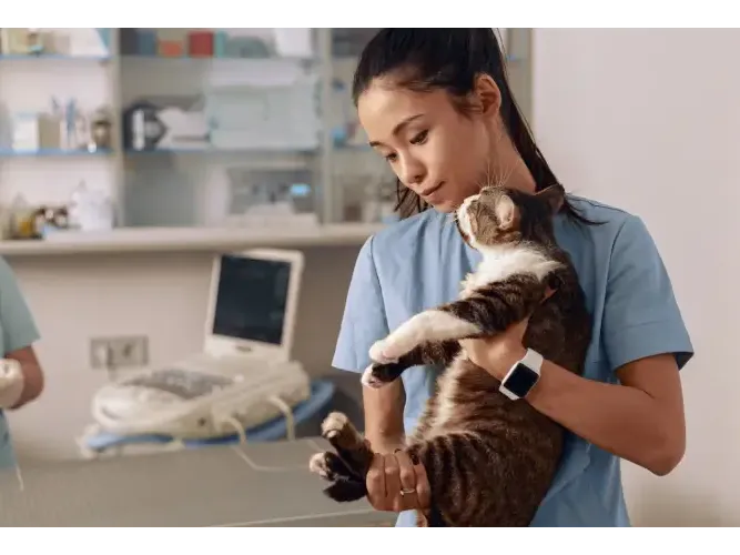 Gu&iacute;a completa para ser Auxiliar Veterinario