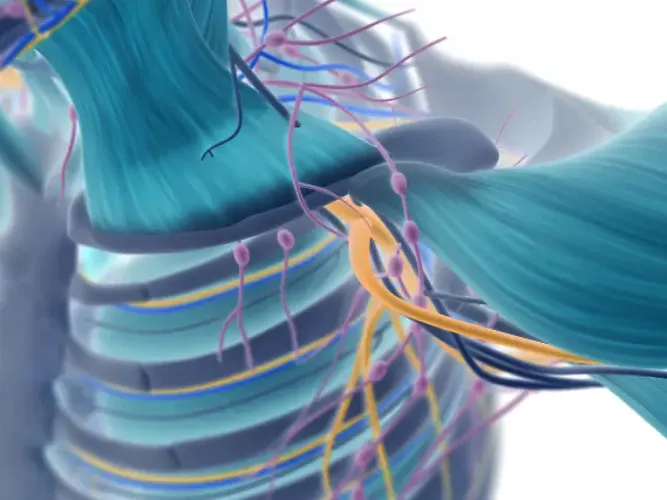 Sistema &oacute;seo: &iquest;Qu&eacute; es?